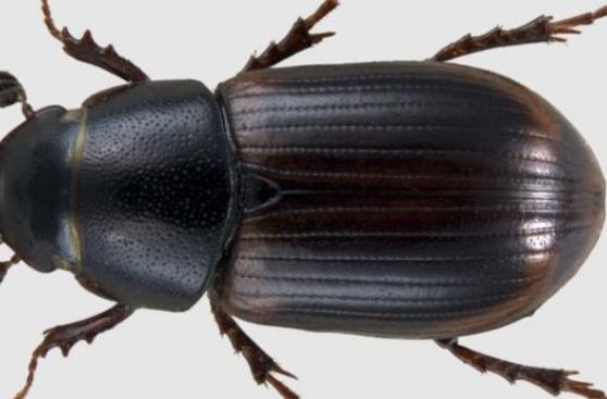 Reino Unido teme extinción de escarabajos peloteros