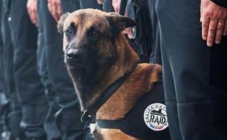 Diesel, el perro policía abatido por los terroristas en París