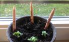 Obtén hermosas plantas al 'sembrar' los lápices Sprout