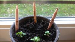 Obtén hermosas plantas al 'sembrar' los lápices Sprout