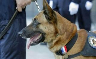 Conmoción por muerte de perro policía durante tiroteo en París