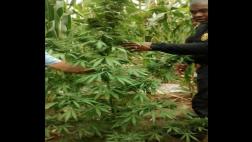 Hallan 45.000 plantones de marihuana entre cultivos de maíz