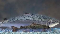 FDA aprueba primer animal transgénico para el consumo humano