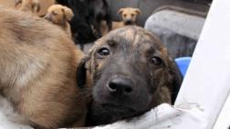 Aprobaron ley que castiga maltrato animal con 5 años de cárcel