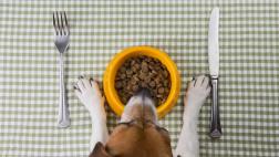 Aprende a prepararle una dieta blanda a tu perro