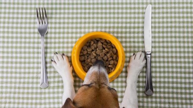 Aprende a prepararle una dieta blanda a tu perro