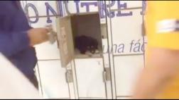 Independencia: cachorro abandonado en casillero de supermercado