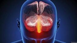 El sentido del gusto está en el cerebro y no en la lengua