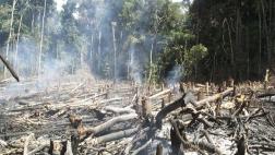 Más de la mitad de especies de árboles podría desaparecer
