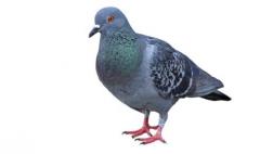 Estas palomas pueden leer mamografías mejor que los radiólogos