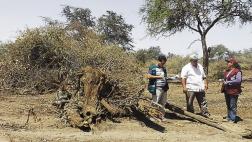 Responsabilizan a ganaderos por tala ilegal en bosque seco