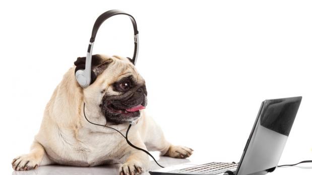 ¿Por qué tu perro no se emociona cuando te ve en FaceTime?