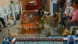 Murió mujer que tenía 58 perros y ahora necesitan ser adoptados