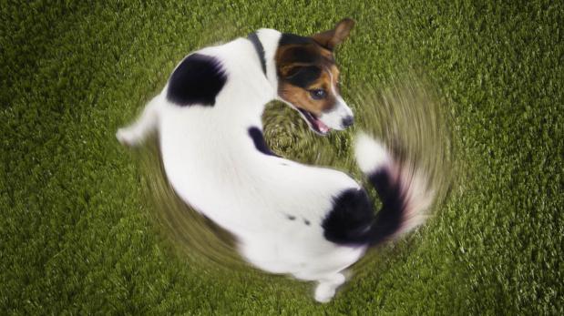 Tu perro trata de atraparse la cola, ¿bueno o malo?