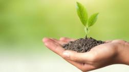 ¿Las plantas son inteligentes? Aquí la respuesta