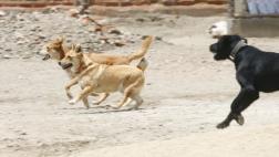 Ayacucho: municipio de Lucanamarca planeaba eliminar perros