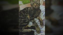 Perdió su gato y regala entradas a Rolling Stones de recompensa