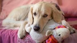 ¿Cómo manejar un embarazo psicológico en tu mascota?