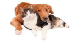 ¿Por qué los perros comen de todo y los gatos no?