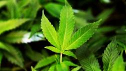 Proponen usar componente de la marihuana para tratar el estrés