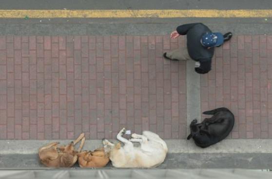 Áncash: realizan segundo censo canino en Chimbote