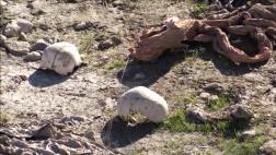 Iraq: Hallan 3 nuevas fosas comunes en zona que perteneció a EI