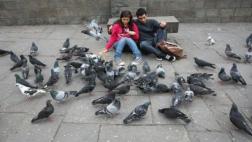 Barranco multará con hasta S/. 770 a quienes alimenten palomas