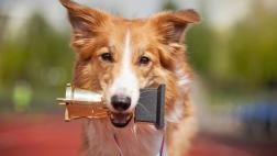 ¿Qué hacer para que tu perro gane una competencia canina?