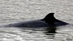 Cómo justifica Japón la matanza continua de ballenas