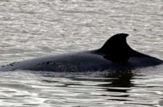 Cómo justifica Japón la matanza continua de ballenas