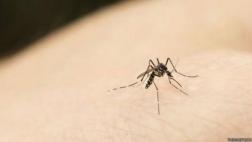 Australia: digitalizarán imágenes de 12,5 millones de insectos