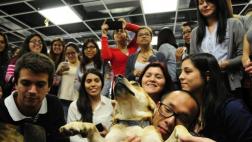 WUF e Easy Taxi se unen a favor de perros desamparados