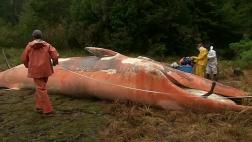 Impactantes imágenes de centenares de ballenas muertas en Chile