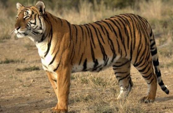 Científicos alertan de virtual extinción del tigre de Amoy