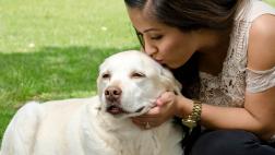 Conoce cómo funciona la memoria de tu perro