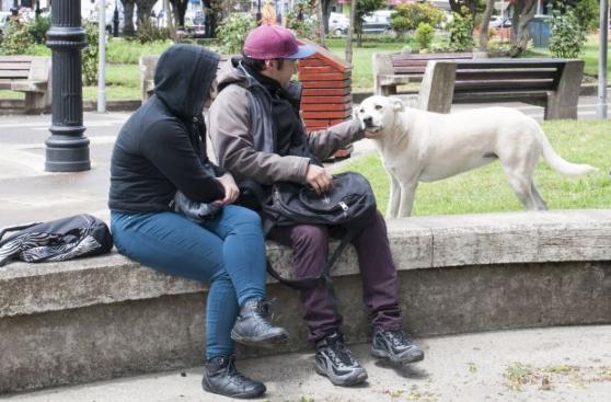 Para estos perros el desamparo no es mayor problema