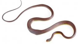 Descubren una nueva serpiente en los Andes ecuatorianos