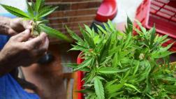 Chile: Autorizan medicamentos a base de cannabis