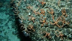 Alertan de la muerte masiva de estrellas de mar en EE.UU.