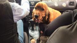 Seis consejos útiles para cuando viajes con tu perro