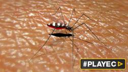 México autorizó la primera vacuna contra el dengue en el mundo