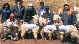 Previenen mortalidad de alpacas con chalecos impermeables