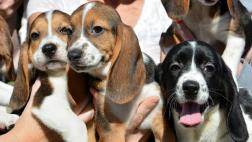 Estos son los primeros perros nacidos por fecundación in vitro