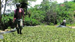 Enaco y su coca podrían abastecer la industria de chocolate