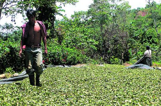 Enaco y su coca podrían abastecer la industria de chocolate