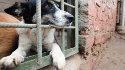 ¿Por qué adoptar una mascota? 7 razones para considerarlo