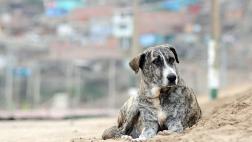 México: perros y gatos serán “personas no humanas”