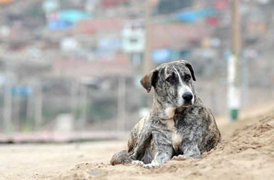 México: perros y gatos serán “personas no humanas”