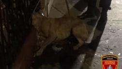 Serenos rescataron a perro que se quedó atorado en rejas
