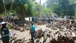 Dictan 9 meses de prisión para maderero por extracción forestal